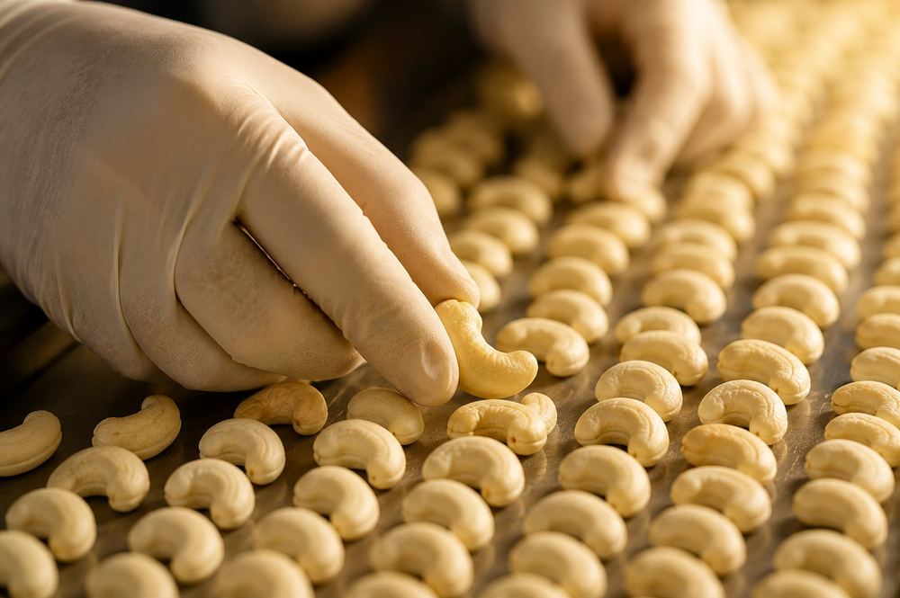 Hand-grading cashew kernels